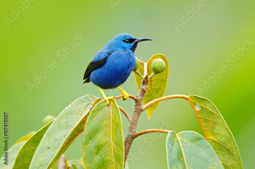 Shining Honeycreeper, Cyanerpes lucidus, exotic tropic blue tanager with yellow leg, Panama. Blue songbird in the nature habitat. Beautiful blue exotic tropic blue bird with yellow leg, Costa Rica.