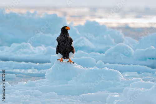 Steller's sea eagle, Haliaeetus pelagicus, bird with catch fish, with white snow, Sakhalin, Russia. Eagle on ice. Winter Japan with snow.  Wildlife action behaviour scene from nature. Wildlife Japan.