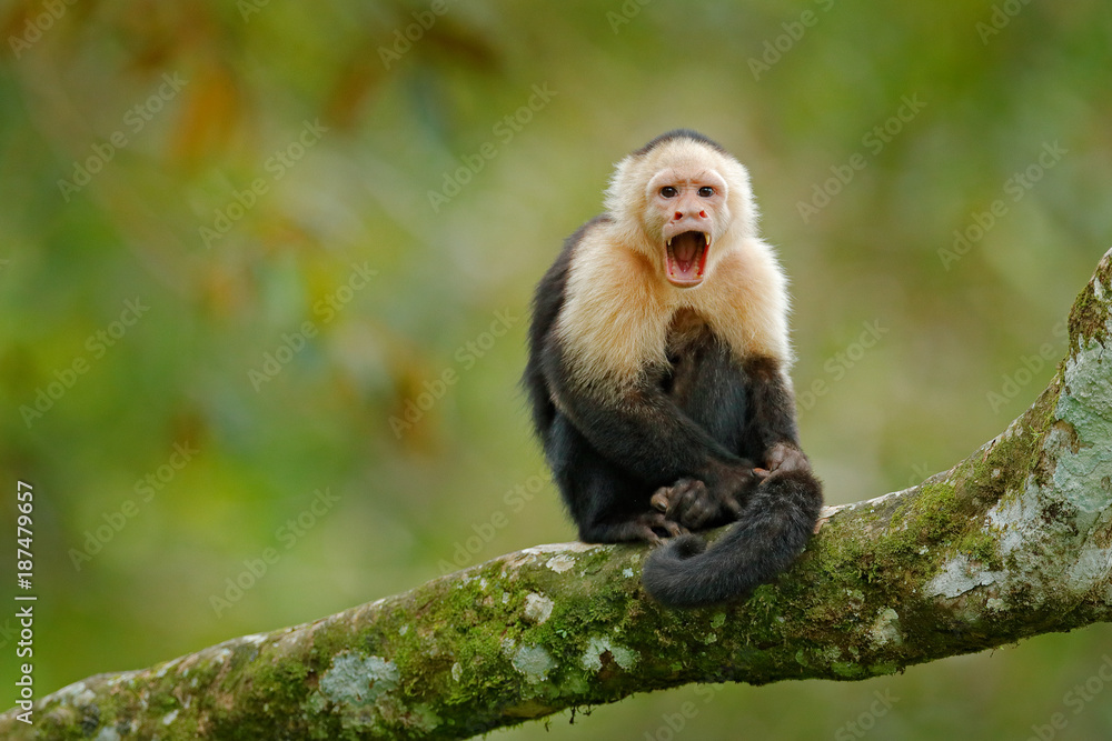 Obraz premium White-headed Capuchin, black monkey sitting on tree branch in the dark tropic forest. Wildlife Costa Rica. Travel holiday in Central America. Wildlife scene from tropic jungle. Open muzzle with tooth