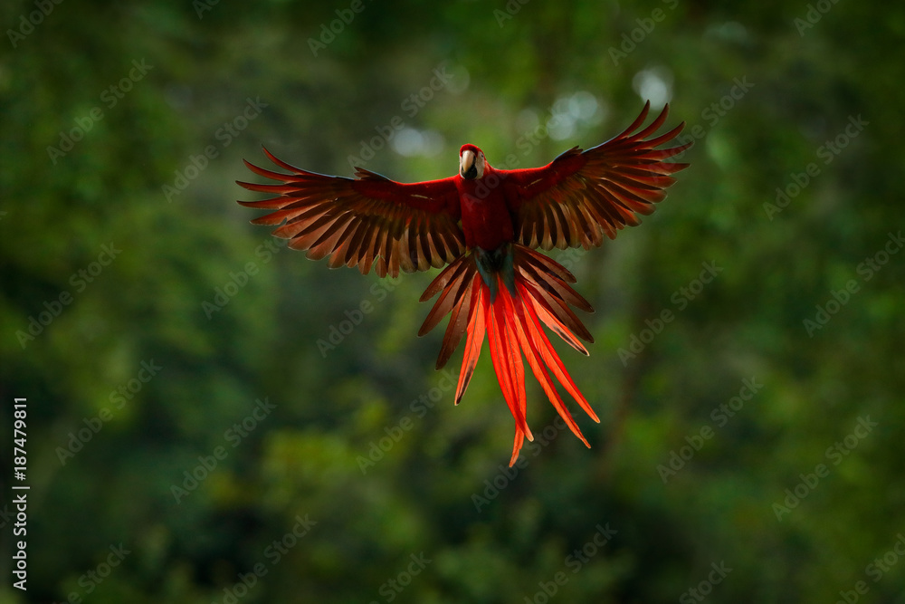 Naklejka premium Czerwona papuga w lesie. Papuga Ara lata w ciemnozielonej roślinności. Scarlet Ara, Ara Macaw, w tropikalnym lesie, Kostaryka. Scena dzikiej przyrody z tropikalnej przyrody. Czerwony ptak w lesie. Lot papugi.