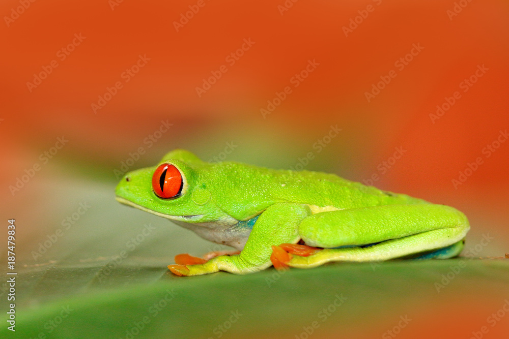 Red-eyed Tree Frog, Agalychnis callidryas, animal with big red eyes, in the nature habitat, Panama. Frog from Nicaragua. Beautiful frog in forest, exotic animal from central America, red flower. Red-eyed Tree Frog, Agalychnis callidryas, animal with big red eyes, in the nature habitat, Panama. Frog from Nicaragua. Beautiful frog in forest, exotic animal from central America, red flower.