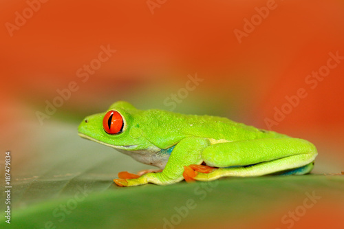 Red-eyed Tree Frog, Agalychnis callidryas, animal with big red eyes, in the nature habitat, Panama. Frog from Nicaragua. Beautiful frog in forest, exotic animal from central America, red flower.