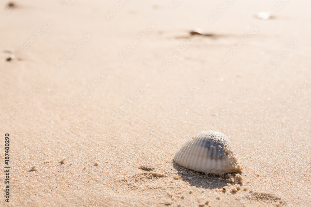 Beautiful beach and little wave with shell and white sand under sunshine in summer soft Focus Beach Background.Thailand. Beautiful beach and little wave with shell and white sand under sunshine in summer soft Focus Beach Background.Thailand.
