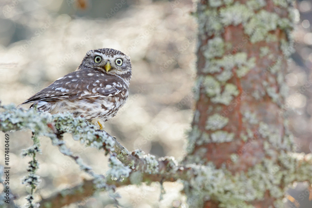 Portrait of small bird in the nature habitat, Czech Republic. Wildlife scene from nature. Snow fall in forest. Winter scene with Little Owl, Athene noctua, in the white larch forest in central Europe.