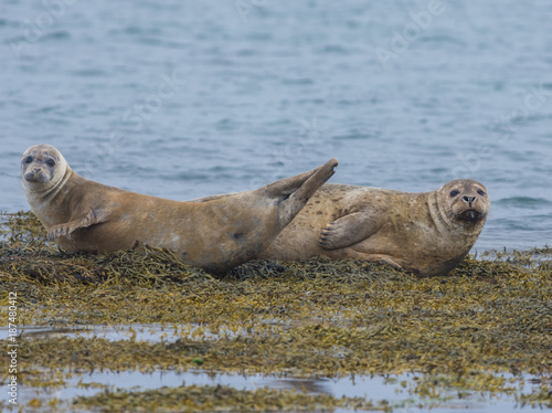 Harbor seals, West fjords, Iceland © Luis