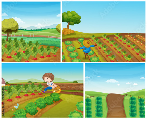 Fototapeta Cztery sceny farmy z warzywami i strachem na wróble
