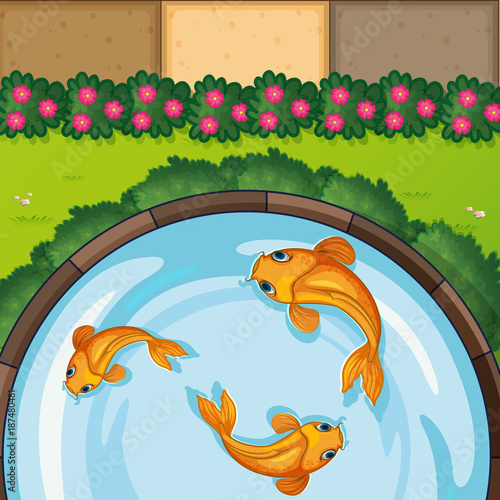 Three fish in the pond