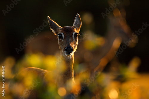 Evening back-light portrait deer. Pampas Deer, Ozotoceros bezoarticus, sitting in the green grass, Pantanal, Brazil. Wildlife scene from nature. Deer, nature habitat. Wildlife Brazil. Sunset in forest