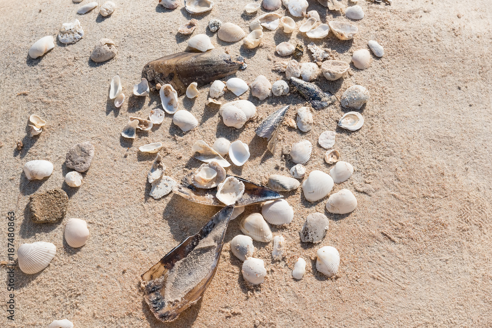Cockleshells on the amber sand. Cockleshells on the amber sand.