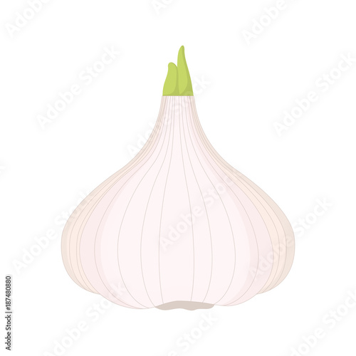 garlic on white background