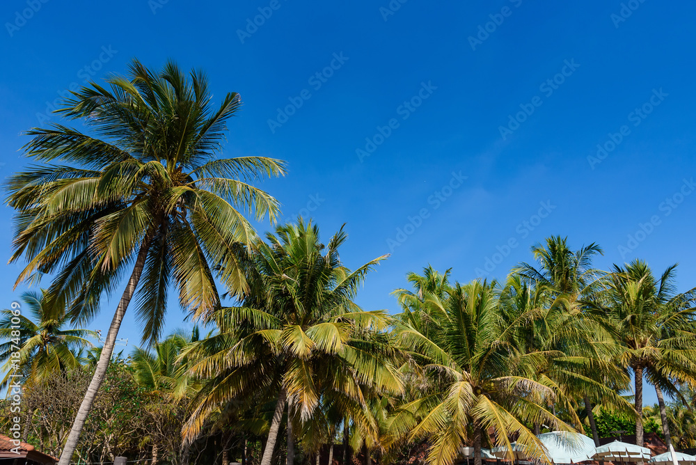 Green palm tree on tropical island. Bright blue sky background. Summer vacation Thailand. Green palm tree on tropical island. Bright blue sky background. Summer vacation Thailand.