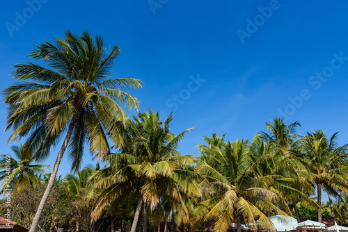 Green palm tree on tropical island. Bright blue sky background. Summer vacation Thailand.