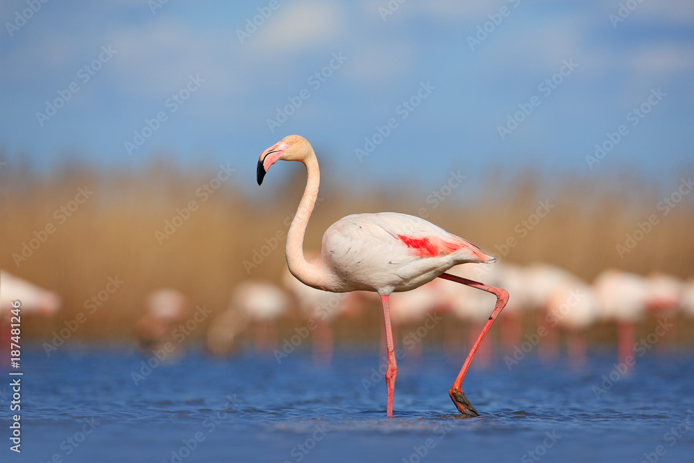 Naklejka premium Beautiful water bird. Pink big bird Greater Flamingo, Phoenicopterus ruber, in the water, Camargue, France. Flamingo walk in water. Wildlife animal scene from nature. Flamingo in nature habitat.