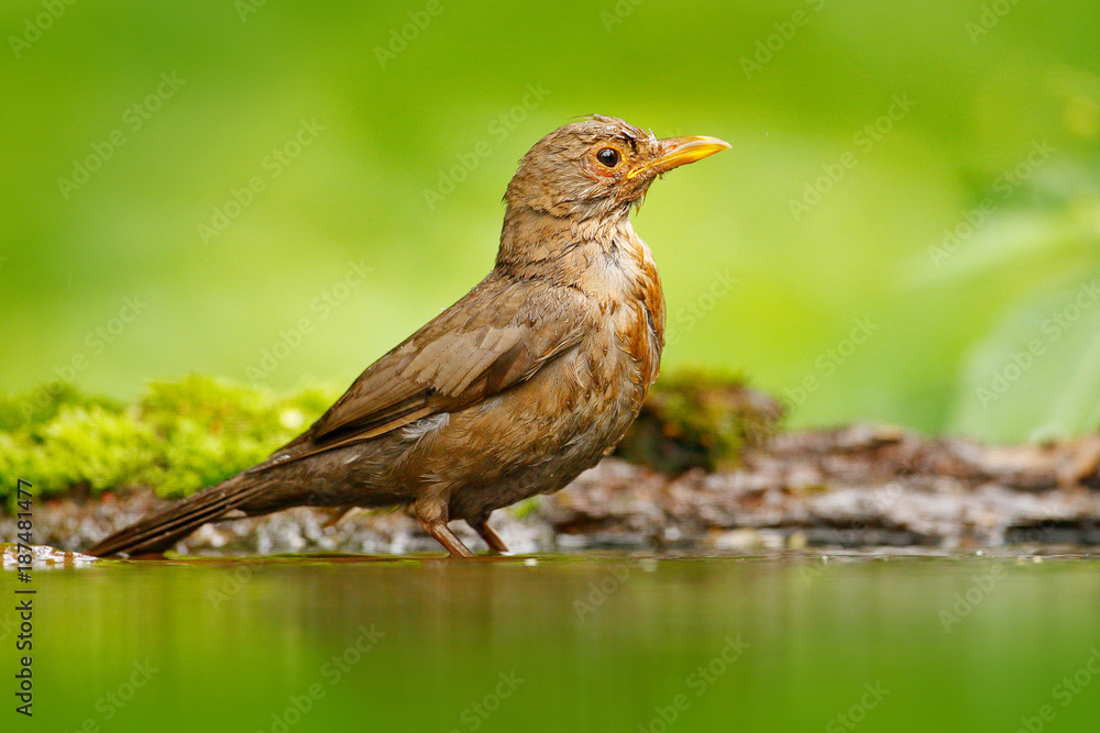 Bird in water. Grey brown song thrush Turdus philomelos, sitting in the water, nice lichen tree branch, bird in the nature habitat, spring - nesting time, Germany Bird in water. Grey brown song thrush Turdus philomelos, sitting in the water, nice lichen tree branch, bird in the nature habitat, spring - nesting time, Germany