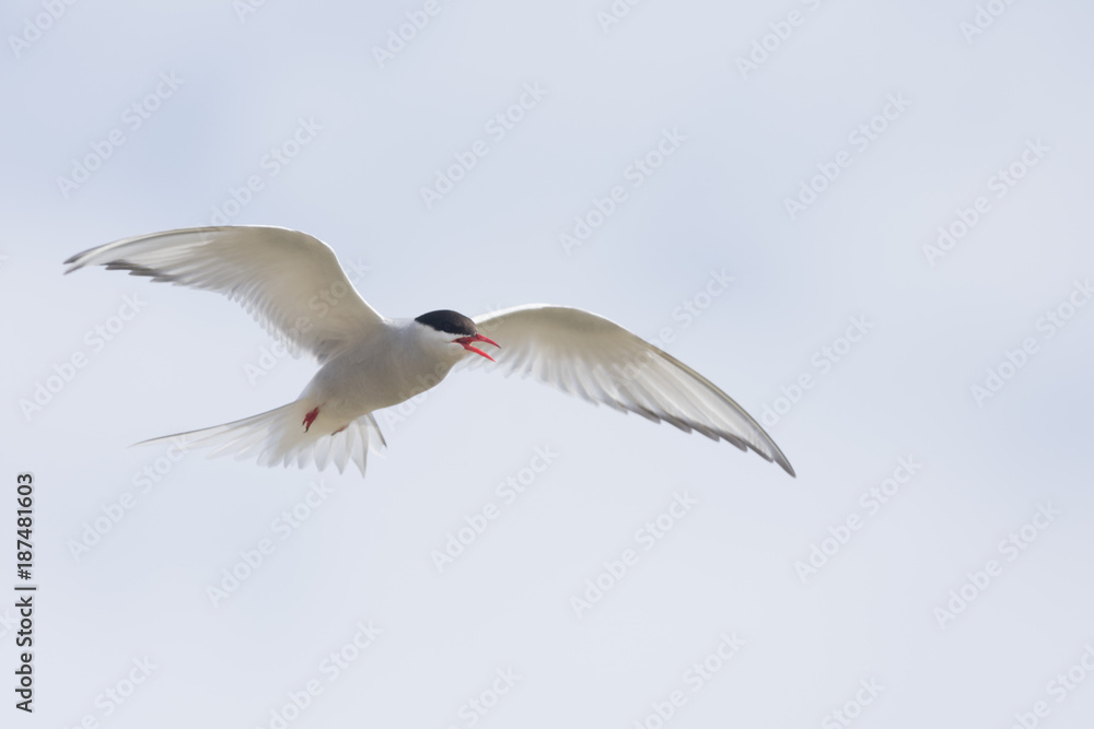 Fototapeta premium Arctic tern on a beach in the Western fjords, Iceland