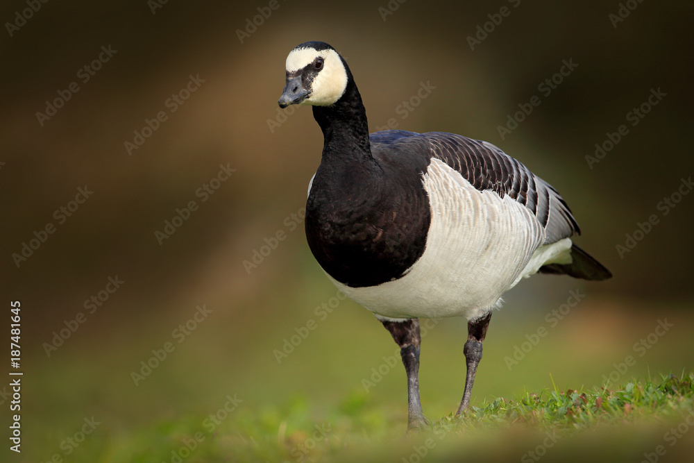 Barnacle Goose, Branta leucopsis, France. Bird in the grass. Wildlife scene from nature. Bird feeding grass. Black and white bird, wildlife Europe. Barnacle Goose, Branta leucopsis, France. Bird in the grass. Wildlife scene from nature. Bird feeding grass. Black and white bird, wildlife Europe.