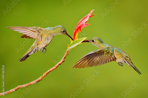 Two hummingbird bird with pink flower. hummingbirds flying next to beautiful red bloom flower, Costa Rica. Action wildlife scene from nature. Bird flying. Animal love.