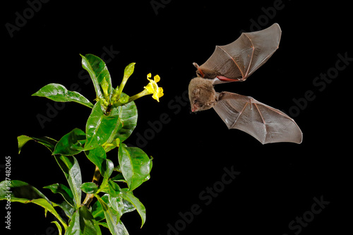Orange nectar bat, Lonchophylla robusta, flying bat in dark night. Nocturnal animal in fly with yellow feed flower. Wildlife action scene from tropic nature, Costa Rica. Bat with wing. Mammal fly.