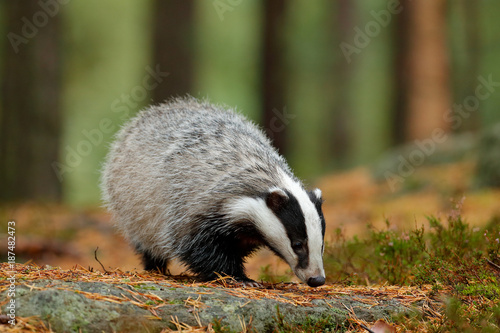 Fotografia Badger in forest, animal nature habitat, Germany, Europe