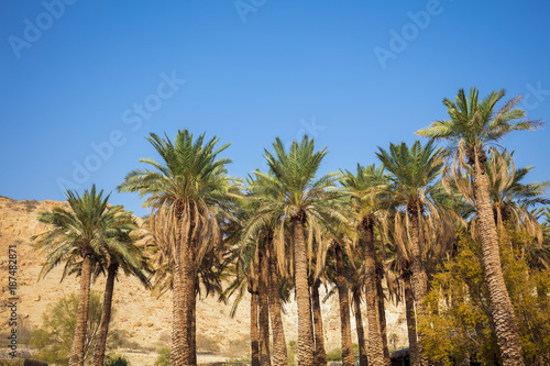 Oasis in desert. Palm trees against mountain
