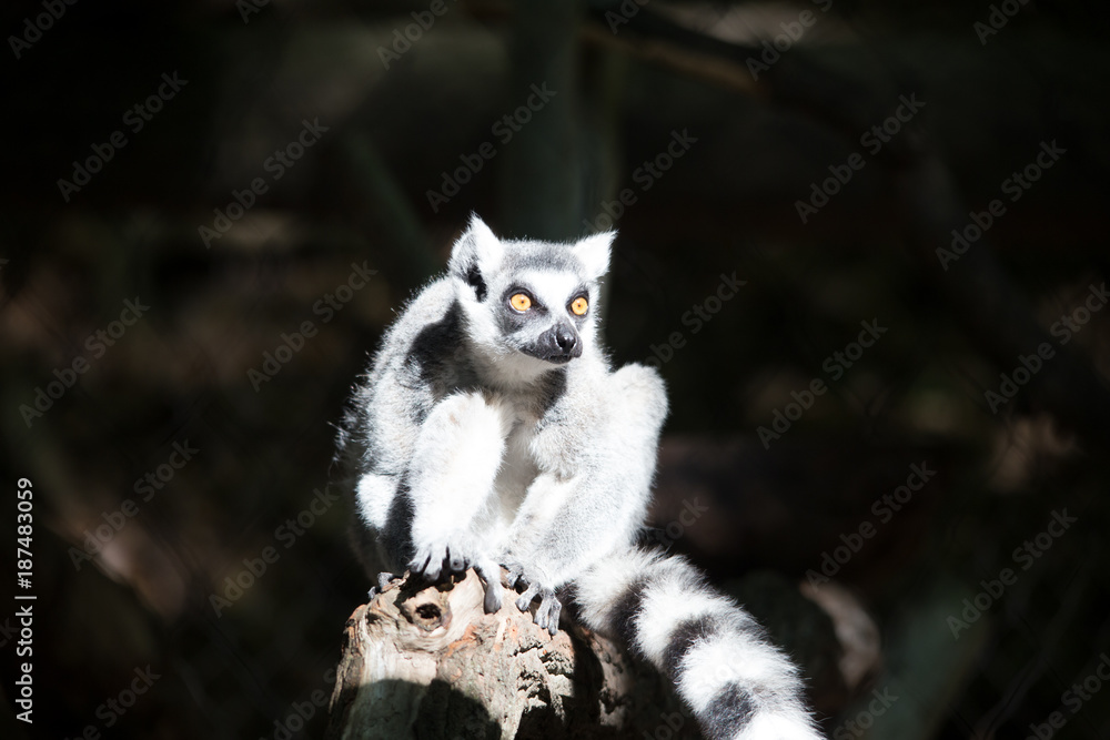 lemur lemur