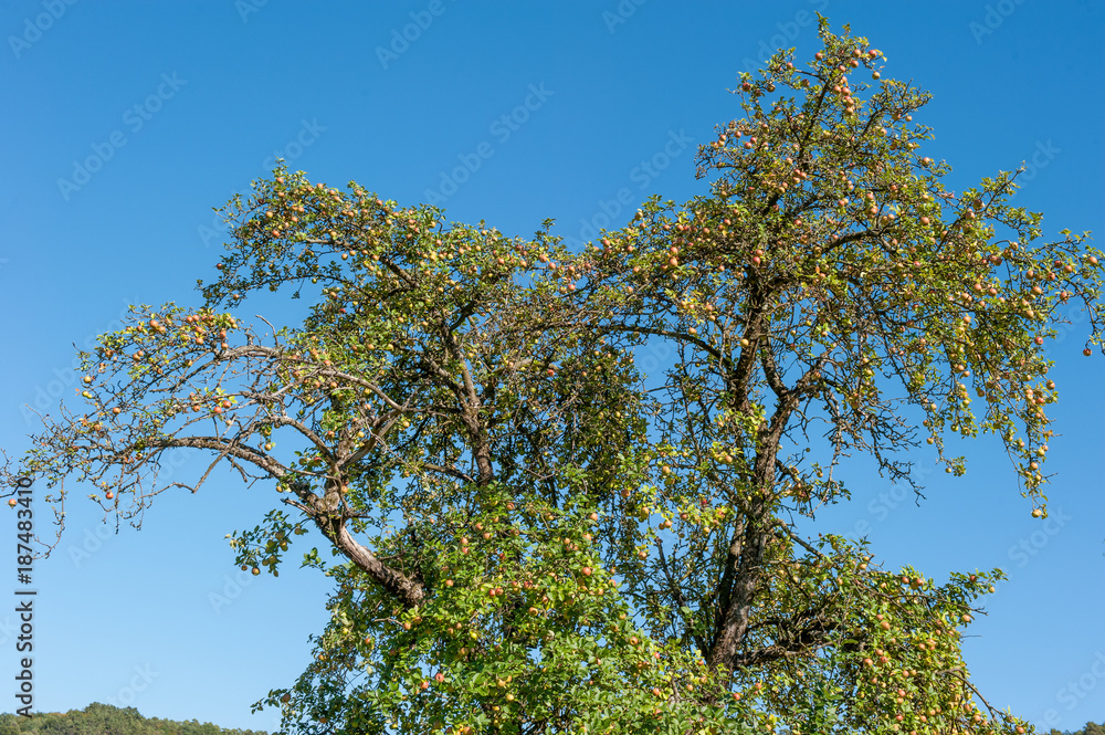 Obraz premium Apfelbaum