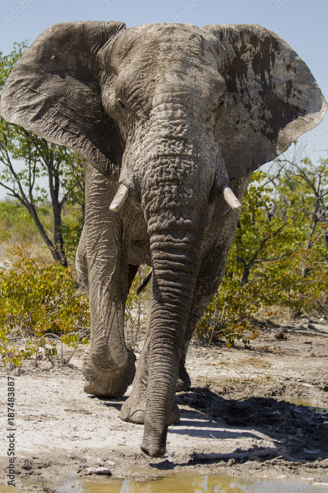 Fototapeta premium Afrikanischer Elefant am Wasserloch