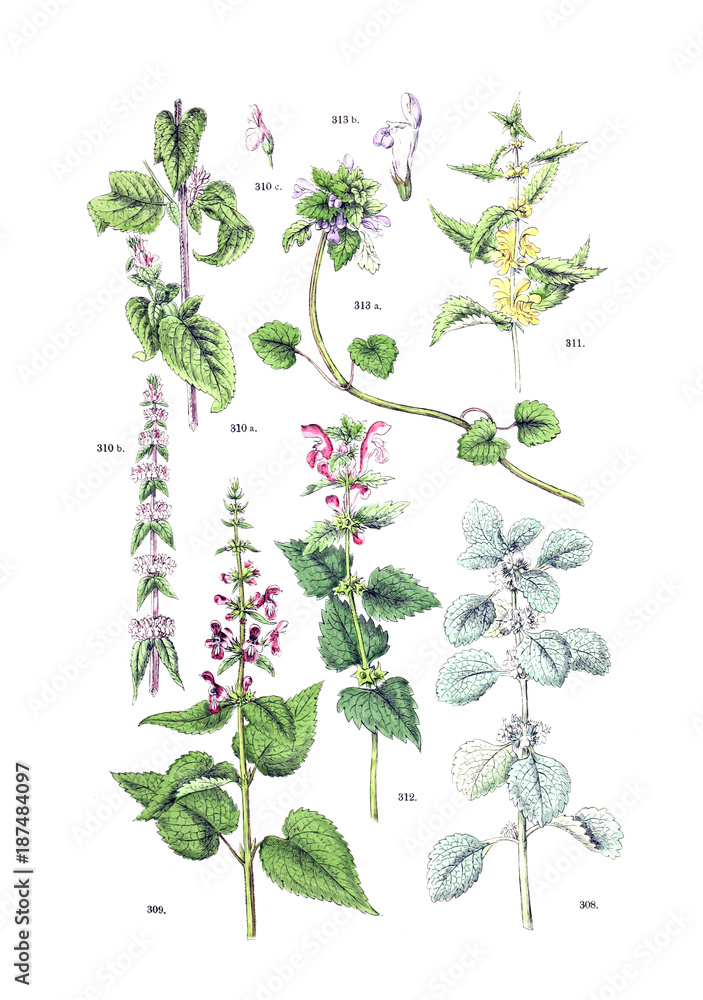 Illustration of the plant. Illustration of the plant.