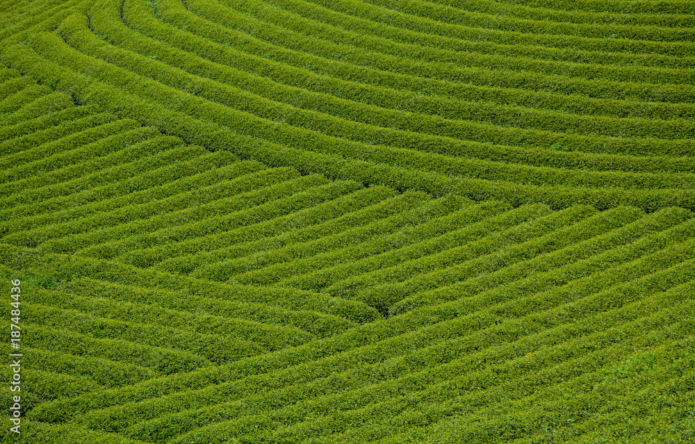 Tea plantation in Moc Chau, Vietnam