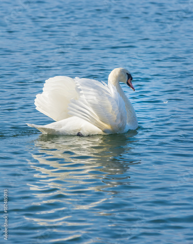 Swan, upper Zurich Lake (Obersee), Switzerland