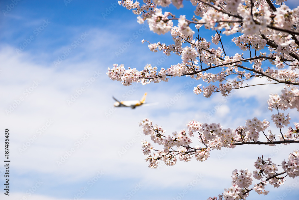 桜と飛行機