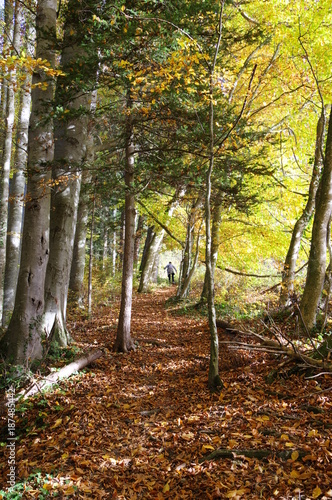 Lichtdurchfluteter Herbstwald