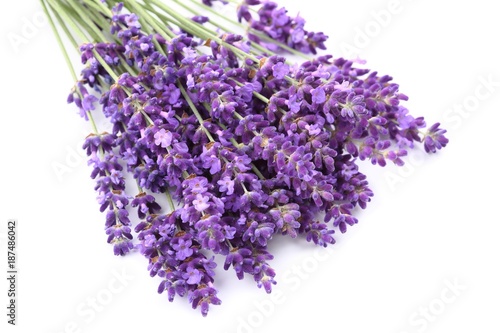 Fototapeta Naklejka Na Ścianę i Meble -  Lavender.