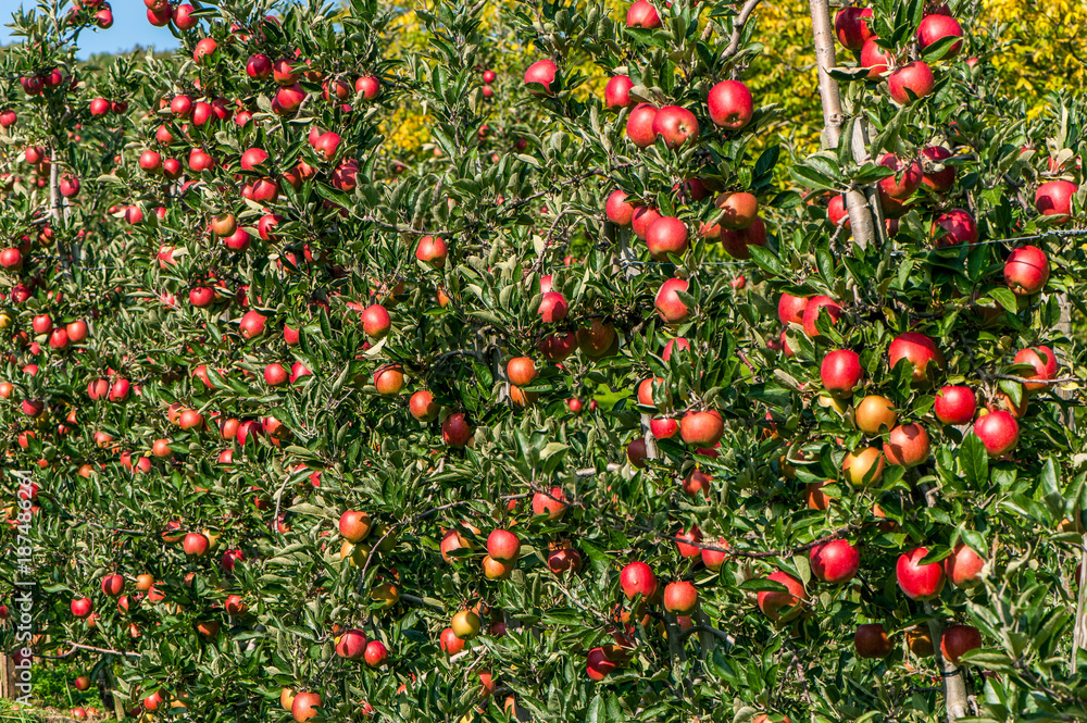 Äpfel Sorte Gala Äpfel Sorte Gala