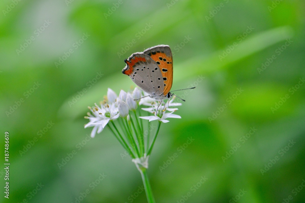 Obraz premium バラとちょうちょ