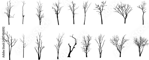 Dead Tree without Leaves Vector photo