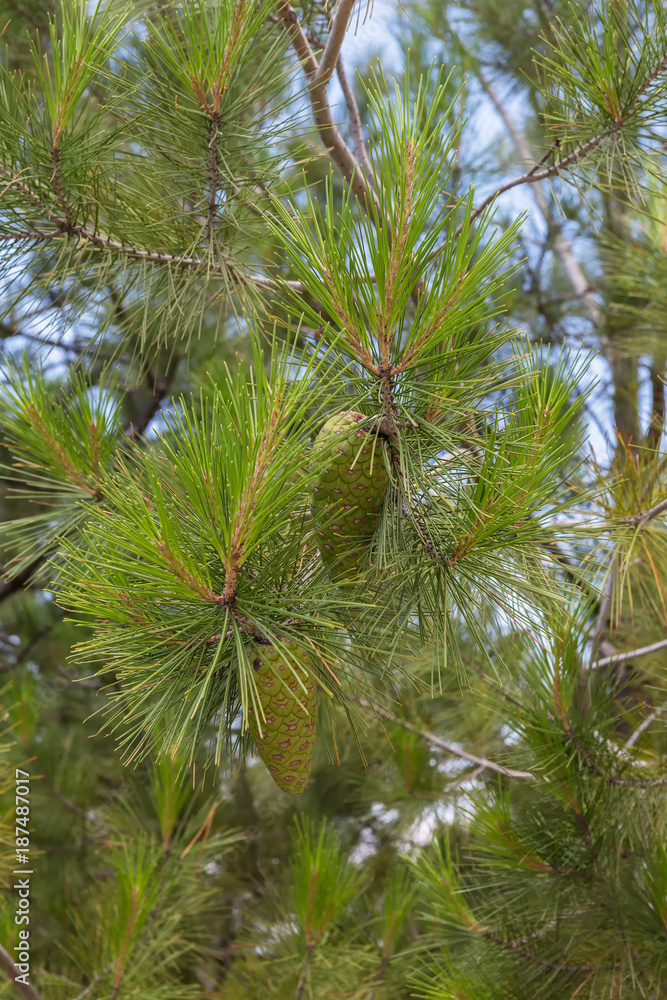 Green branches of pine with cones. Green branches of pine with cones.