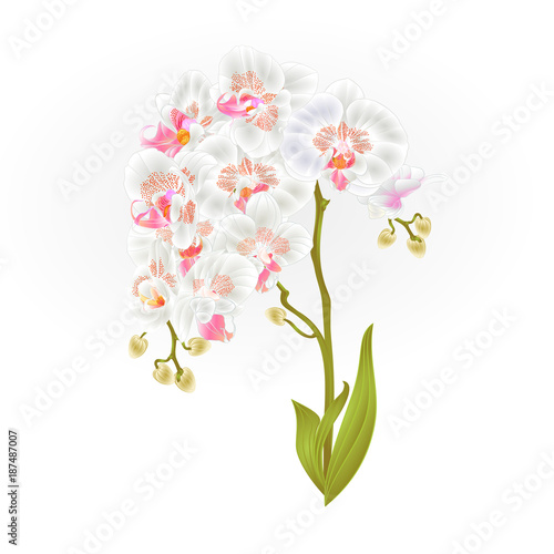 Branches orchid Phalaenopsis  white flowers and leaves tropical plants  stem and buds on a white background vintage vector botanical illustration for design editable hand draw