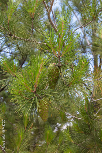 Green branches of pine with cones.