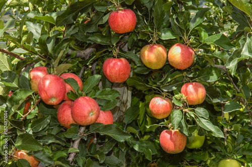 Äpfel Sorte Gala