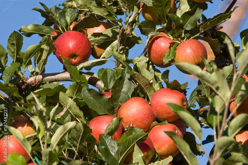 Äpfel Sorte Gala