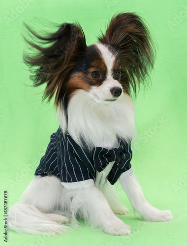 Beautiful young continental spaniel papillon in a tuxedo with butterfly on a green background