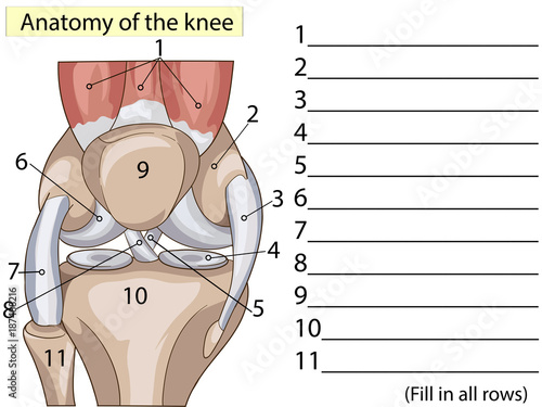 Anatomy. Subscribe. Structure knee joint vector