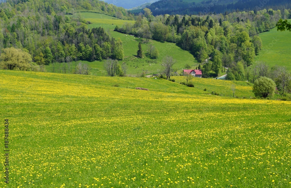 Meadow in spring.