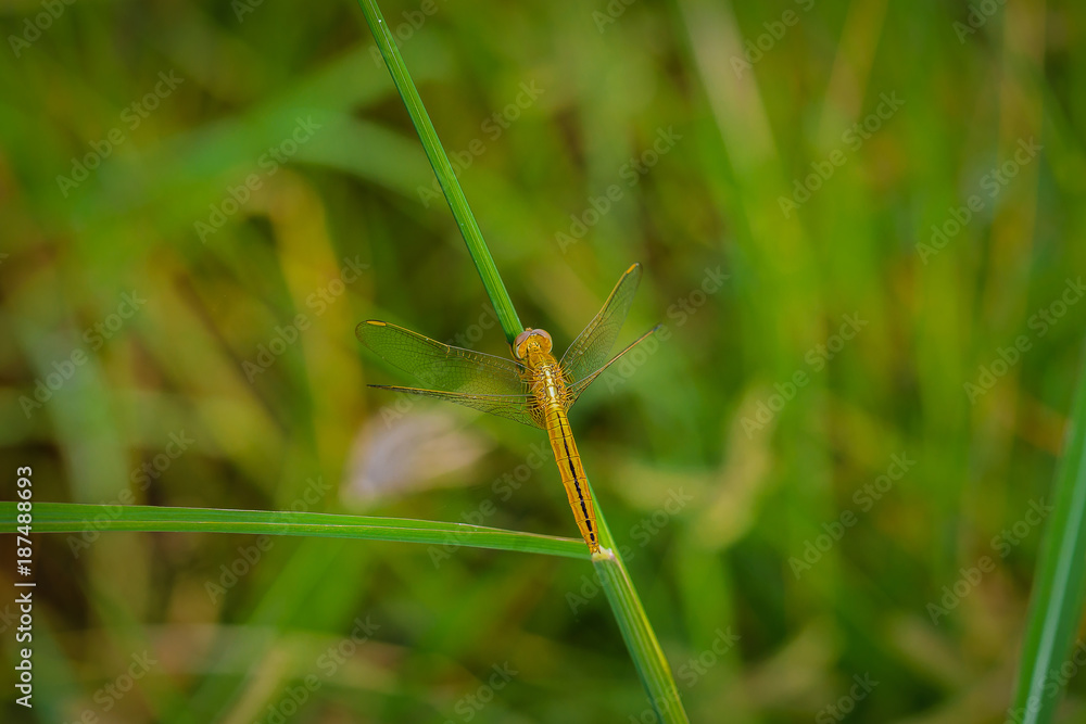Macro of dragonfly on the grass leave. Dragonfly in the nature Macro of dragonfly on the grass leave. Dragonfly in the nature