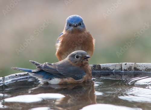 Canvas Print Male and Female Blue Birds on a Bird Bath