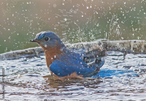 Male Eastern Blue Bird Splashing in Bird Bath