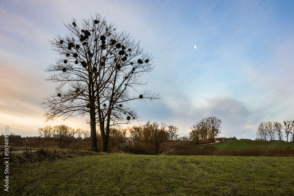 Landscape with tree and meadow near Wegorzewo, Masuria, Poland Landscape with tree and meadow near Wegorzewo, Masuria, Poland