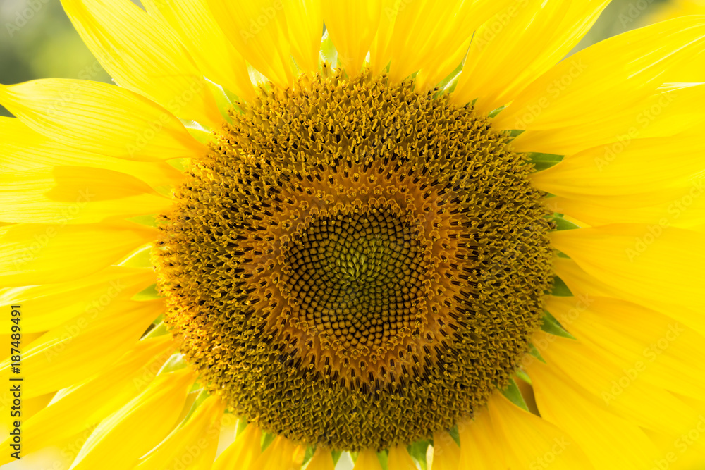 Obraz premium Sunflower view in blooming on a meadow in the light of the setting sun. Beautiful sunflower flower on farm field in summer day.
