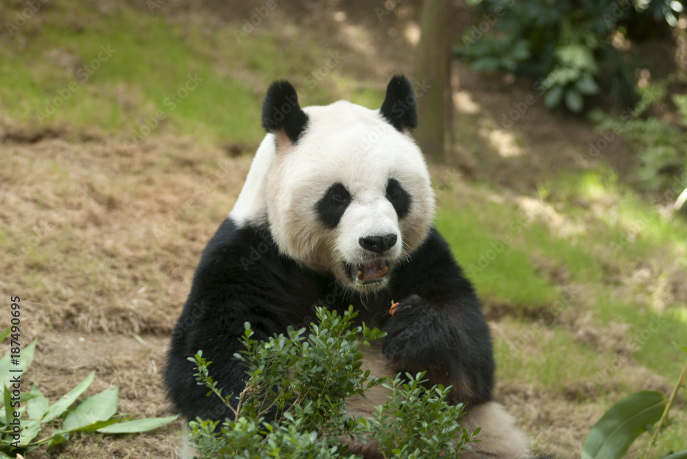 Naklejka premium Sleeping giant panda. Giant panda bear in Hong Kong, Ocean Park, main attraction.